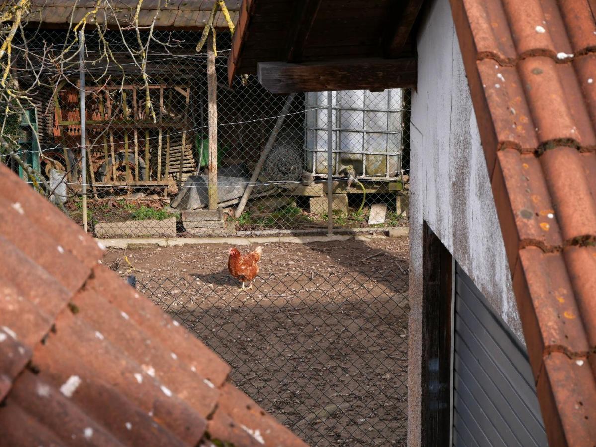 Ferienwohnung Obere Alm Oberkirch  Esterno foto